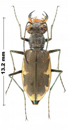 Réf. 244 855 : Ellipsoptera puritana